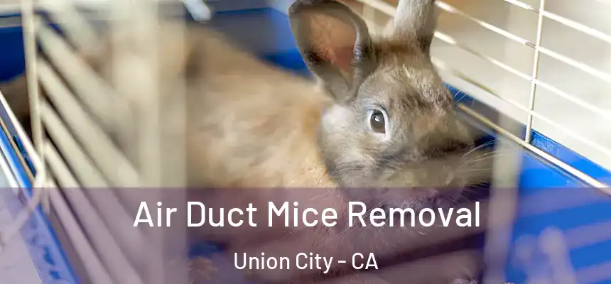 Air Duct Mice Removal Union City - CA